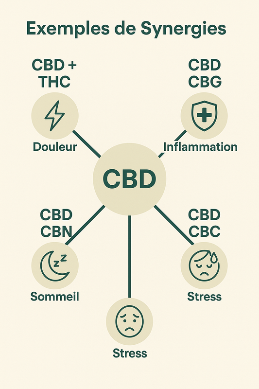 Exemples de synergies (CBD + THC, CBD + CBG, etc.)