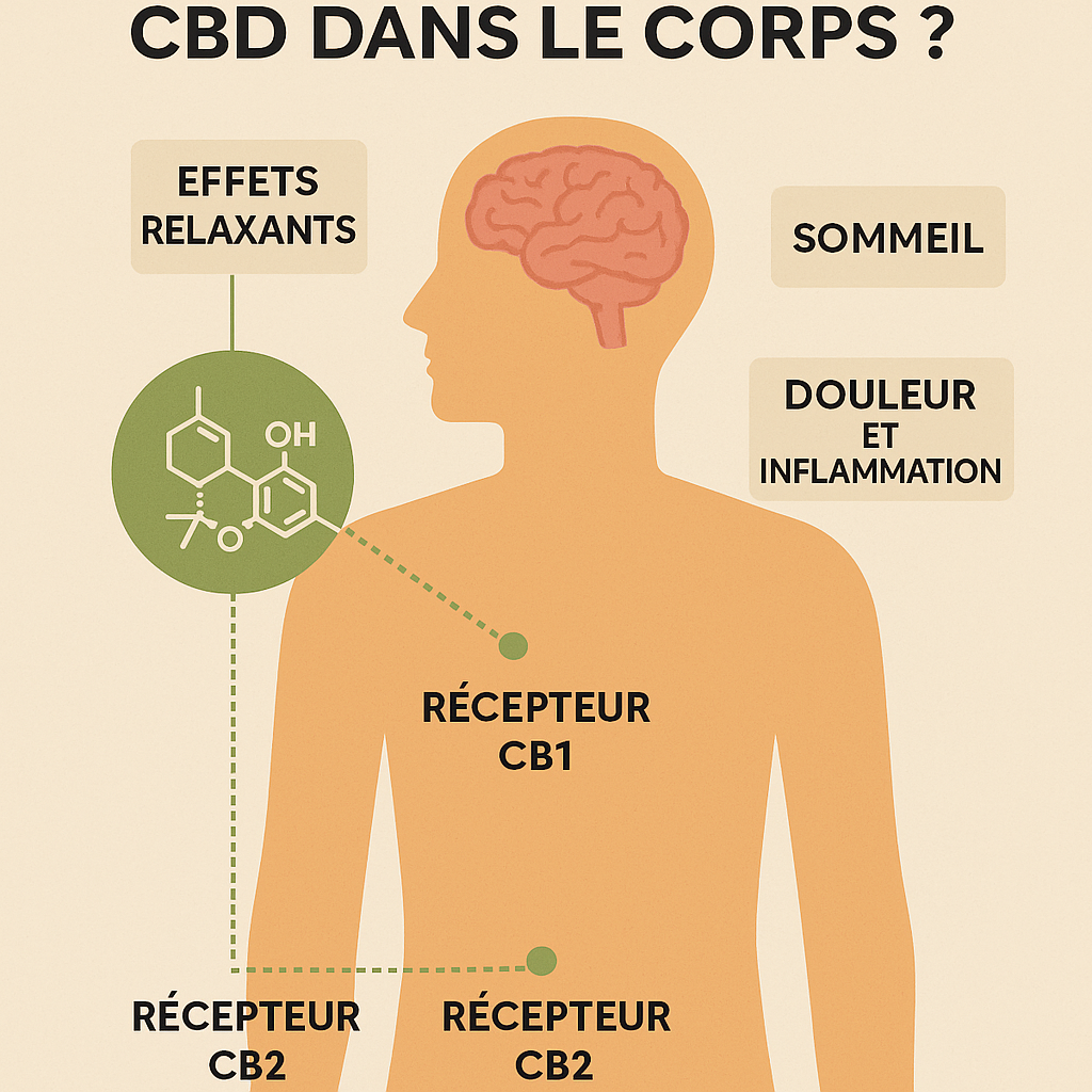 Comment agit le CBD dans le corps ?