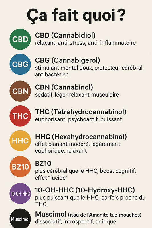 “Ça fait quoi ?” pour chaque molécule (CBD, CBG, CBN,THC, HHC,BZ10, 10 OH HHC, Muscimol)